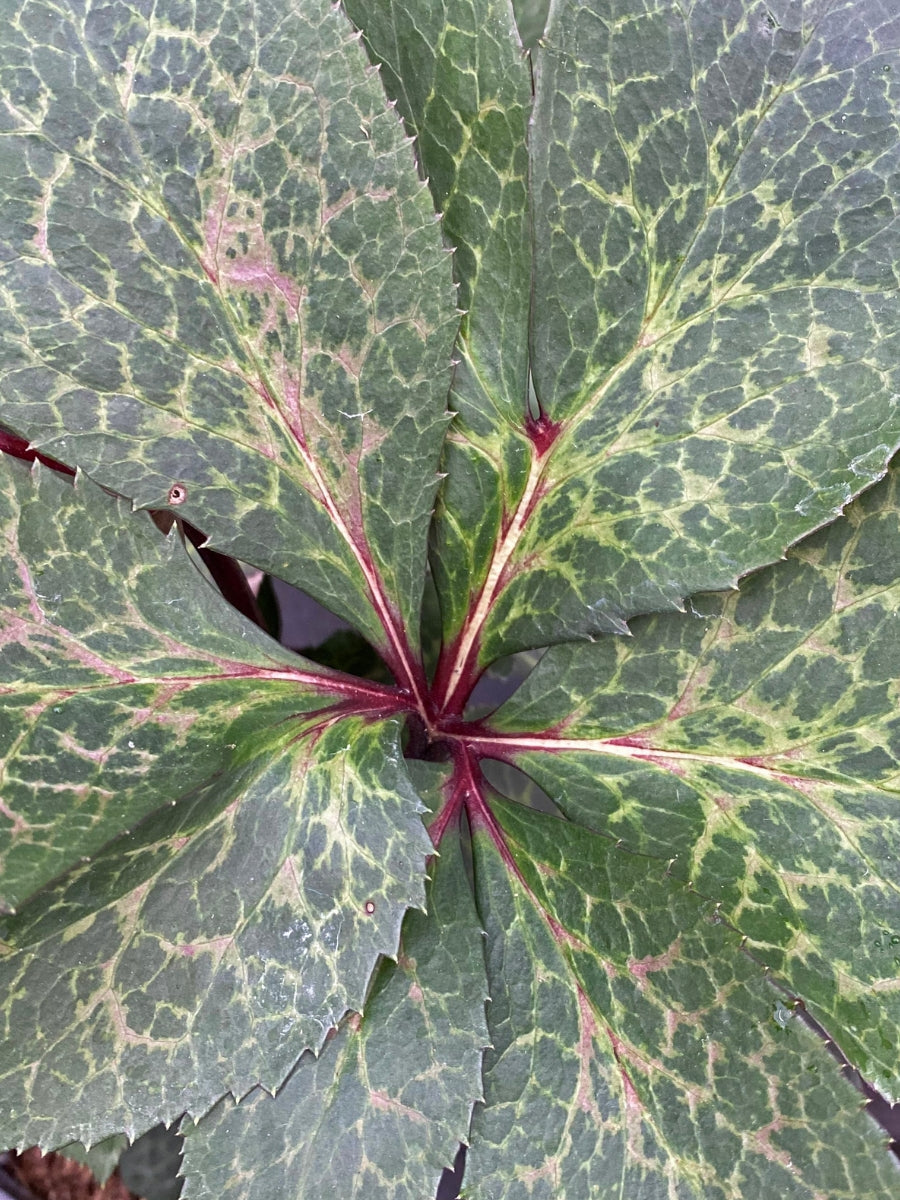Hellebore Anna's Red 1G